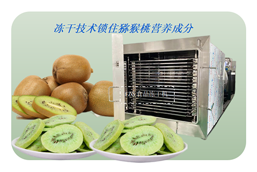 食品真空冷冻干燥机在猕猴桃冻干片加工应用