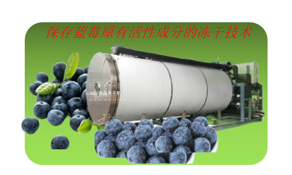 食品冻干机应用于蓝莓真空冷冻干燥试验